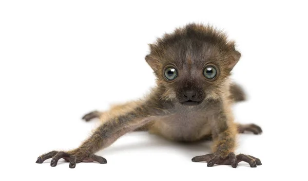 Baby Blue-eyed Black Lemur, isolado em branco (20 dias de idade ) — Fotografia de Stock