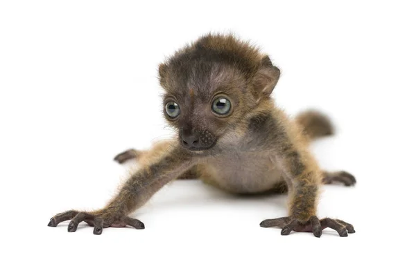 Baby Blauäugiger Schwarzer Lemur, isoliert auf Weiß (20 Tage alt)) — Stockfoto