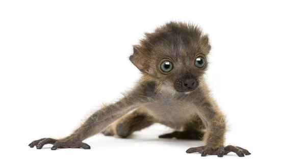 Baby Blue-eyed Black Lemur, απομονωμένο σε λευκό (20 ημερών)) — Φωτογραφία Αρχείου