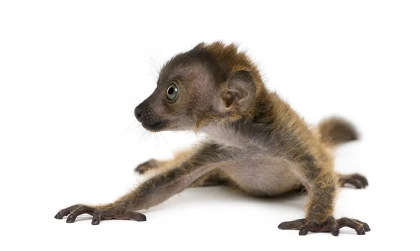 Baby Blue-eyed Black Lemur, isolado em branco (20 dias de idade ) — Fotografia de Stock