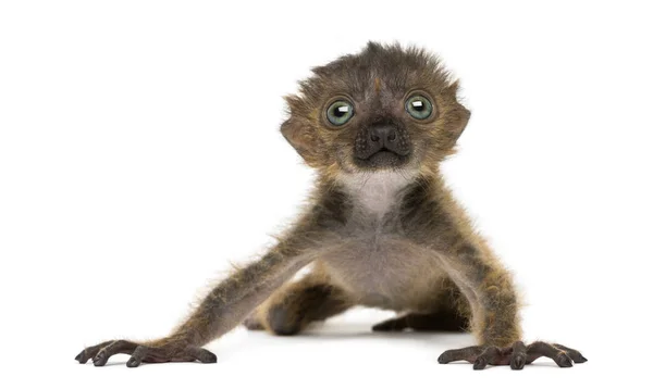 Baby Blauäugiger Schwarzer Lemur, isoliert auf Weiß (20 Tage alt)) — Stockfoto