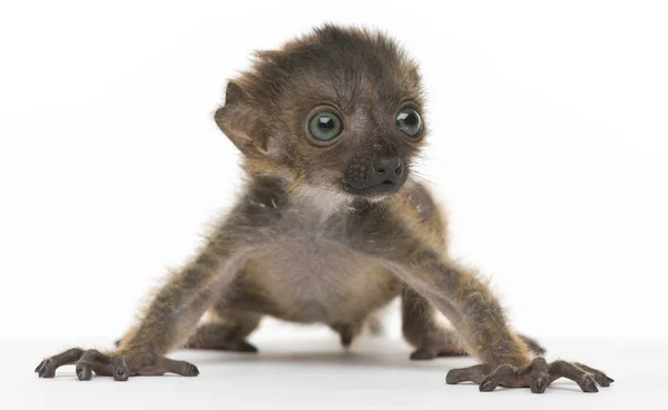 Baby Blue-eyed μαύρο Lemur, απομονωμένο σε λευκό — Φωτογραφία Αρχείου