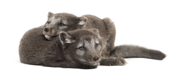 Two Arctic fox cubs, Vulpes lagopus cuddling, 2 months old, isol — Stock Photo, Image