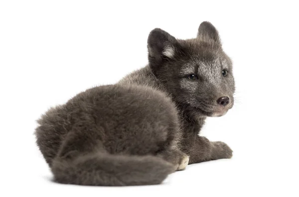 Rear view of an Arctic fox cub, Vulpes lagopus looking backwards — Stok fotoğraf