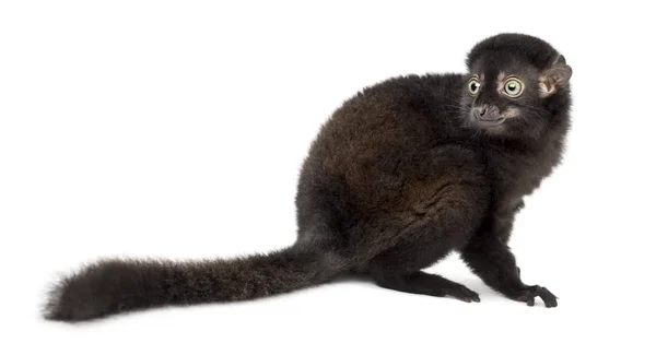 Young Blue-eyed black lemur looking backwards, 3,5 months old, i — Stock Photo, Image