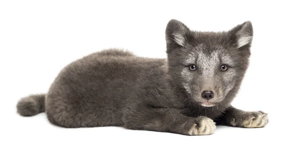 Arctische vos welp, Vulpes lagopus liggend, kijkend naar de camera — Stockfoto