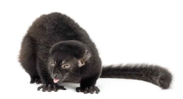 Young Blue-eyed black lemur making a face, mocking, 3,5 months o — Stock Photo, Image