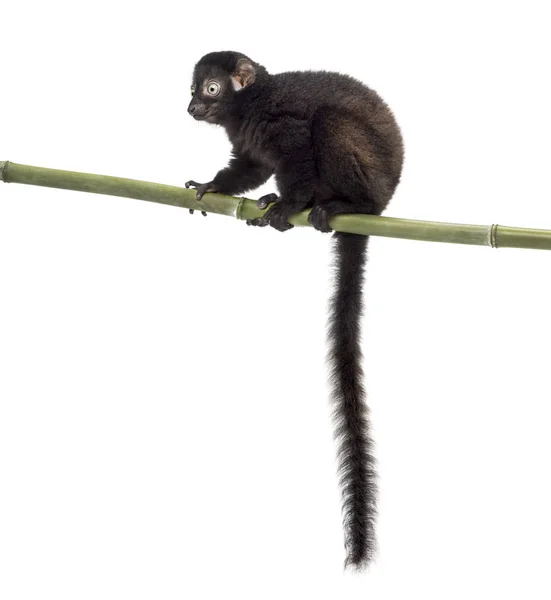 Lémure preto de olhos azuis jovem empoleirado em um stcik de bambu, 3,5 meses — Fotografia de Stock