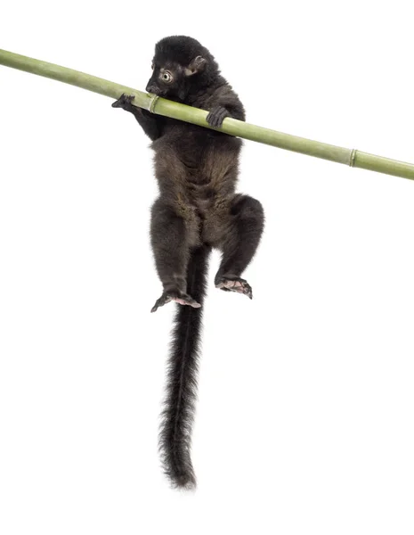 Lémure preto de olhos azuis jovem que joga em um pau de bambu, 3,5 meses — Fotografia de Stock
