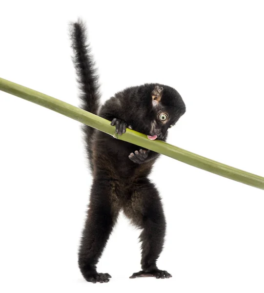 Jeune lémurien noir aux yeux bleus jouant avec un bâton de bambou, 3,5 mon — Photo