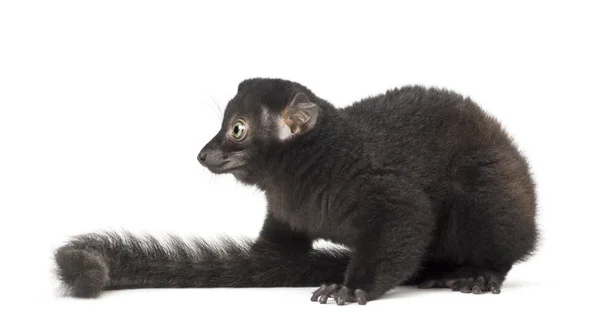 Seitenansicht eines Jungen Blauäugigen schwarzen Lemurs, 3,5 Monate alt, isol — Stockfoto