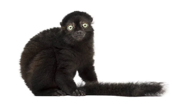 Vue latérale d'un jeune lémurien noir aux yeux bleus, 3,5 mois, isol — Photo