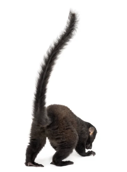 Rear view of a young Blue-eyed black lemur, 3,5 months old, isol — Zdjęcie stockowe