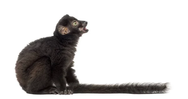 Young Blue-eyed black lemur looking up, 3,5 months old, isolated — Stock Photo, Image