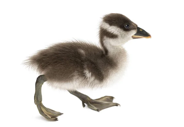 Sidovy över en Coscoroba svan promenader, Dendrocygna bicolor, 6 da — Stockfoto