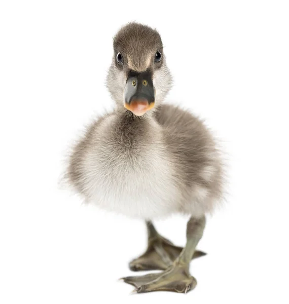 Front view of a Coscoroba swan walking, Coscoroba coscoroba, 6 d — Stock Photo, Image