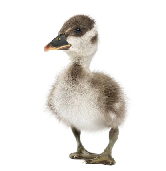 Coscoroba swan, Coscoroba coscoroba, isolated on white — Stock Photo, Image