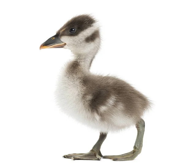 Coscoroba swan, Coscoroba coscoroba, 6 dias, isolado no whi — Fotografia de Stock