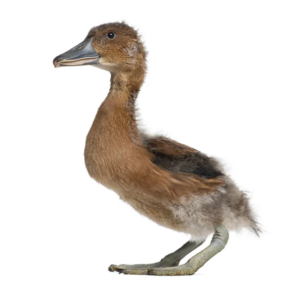 Oldalsó nézet egy Fulvous Whistling Duck, Dendrocygna bicolor, 32 d — Stock Fotó