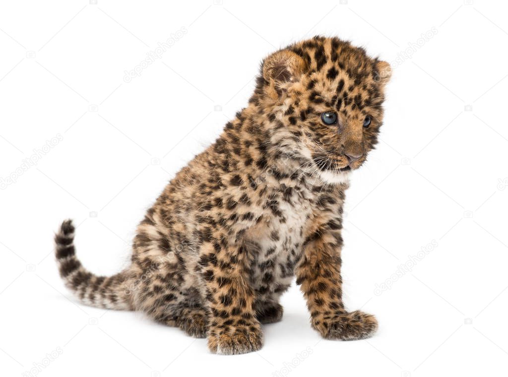 Amur leopard cub, Panthera pardus orientalis, 9 weeks old, sitti