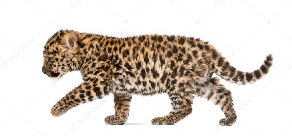 Amur leopard cub, Panthera pardus orientalis, 9 weeks old, walki