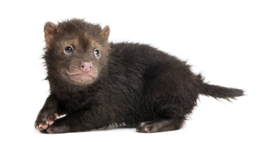 Bebek Bushdog 'un bakışları arkasına bakıyor, gözü korkmuş, Speothos. 