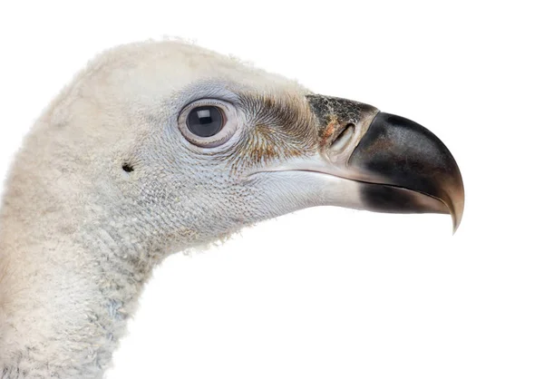 Primer plano de un buitre leonado, Gyps fulvus, 61 días, aislado en — Foto de Stock