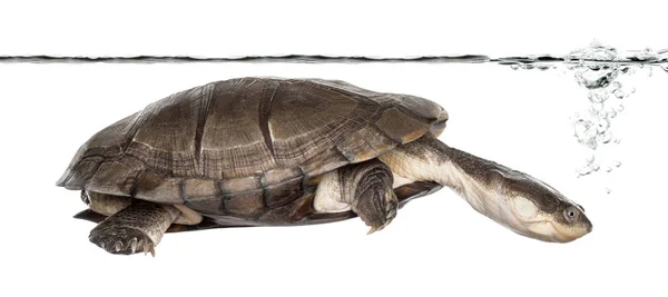 Side view of an African helmeted turtle under water, Pelomedusa — Stock Photo, Image