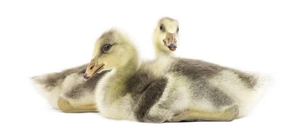 Dos goslings con cabeza de barra, aislados en blanco — Foto de Stock