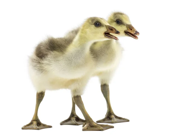 Sidovy av två Bar-headed goslings quacking, isolerad på vitt — Stockfoto