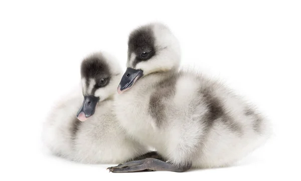 Två Fulvous Whistling Ducks, Dendrocygna bicolor, 6 dagar gammal, är — Stockfoto