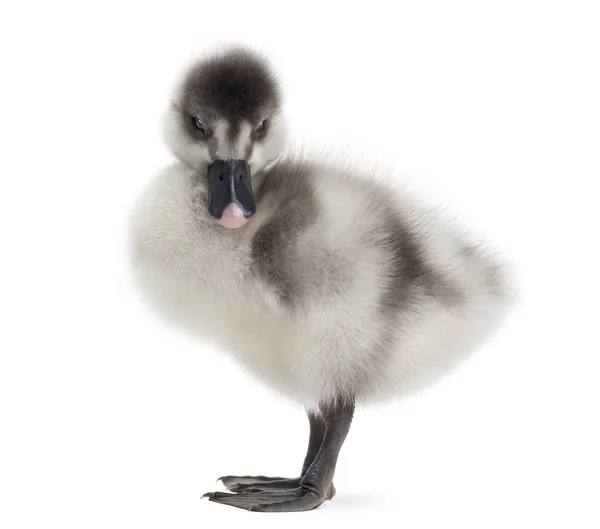 Fulvous Whistling Duck, Dendrocygna bicolor, 6 dias, isolado — Fotografia de Stock