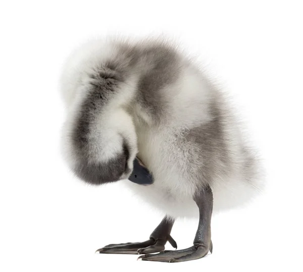 Fulvous Whistling Duck having a wash, Dendrocygna bicolor, 6 day — Stock Photo, Image