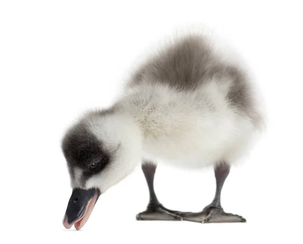 Fulvous Whistling Duck pecking, Dendrocygna bicolor, 6 days old, — Stock Photo, Image