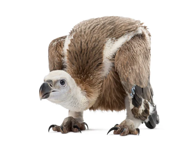 Griffon Vulture, Gyps fulvus, 61天，与白色隔离 — 图库照片