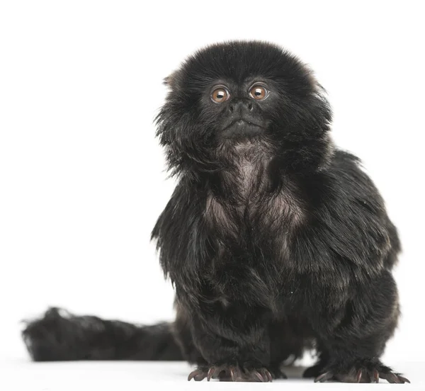 Marmoset Goeldi Callimico Goeldii Ετών Απομονωμένο Στα Λευκά — Φωτογραφία Αρχείου