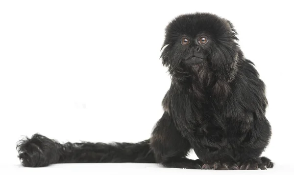 Goeldi Marmoset Callimico Goeldii Ans Isolé Sur Blanc — Photo