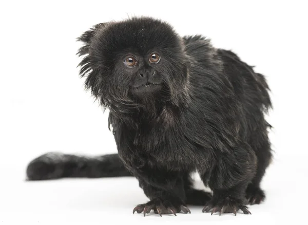 Goeldi Marmoset Callimico Goeldii Jaar Oud Geïsoleerd Wit — Stockfoto