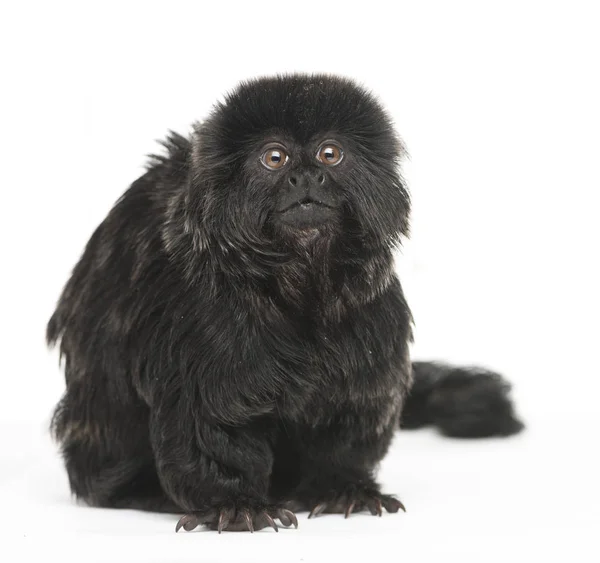 Marmoset Goeldi Callimico Goeldii Años Aislado Blanco — Foto de Stock