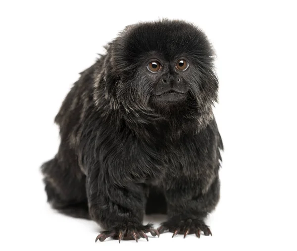 Goeldi's marmoset sitting, looking up, Callimico goeldii, 7岁 — 图库照片