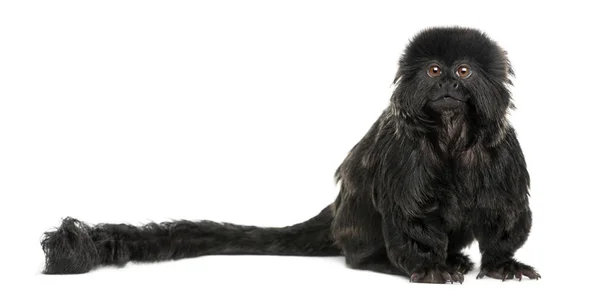 Goeldi 's marmoset sitting, looking up, Callimico goeldii, 7 anos — Fotografia de Stock
