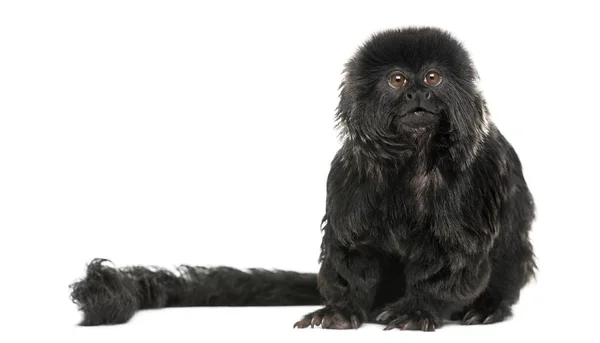 Goeldi's marmoset sitting, looking up, Callimico goeldii, 7 year — Stock Photo, Image