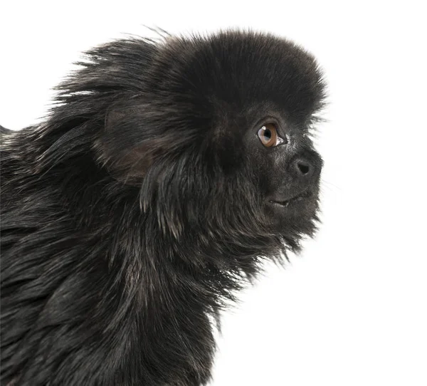 Zbliżenie profilu marmozetowego Goeldiego, Callimico goeldii, 7 lat — Zdjęcie stockowe