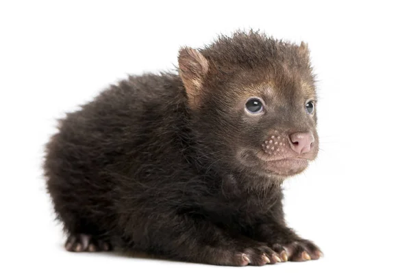 Baby Bushdog lying, Speothos venaticus, 2 měsíce, izolovaný o — Stock fotografie