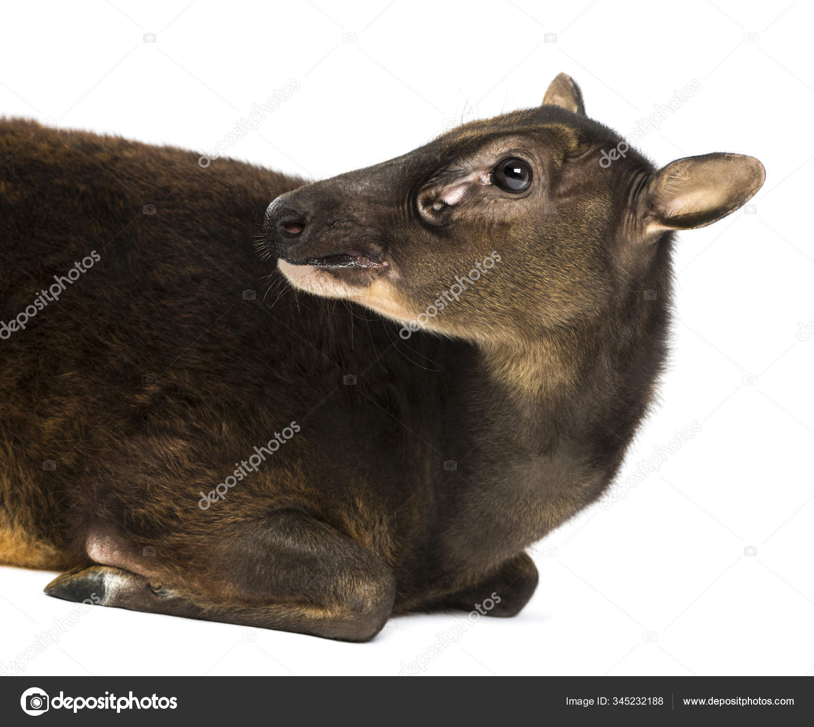 Close Up Of A Visayan Spotted Deer Rusa Alfredi Isolated On Wh Stock Photo C Lifeonwhite 345232188