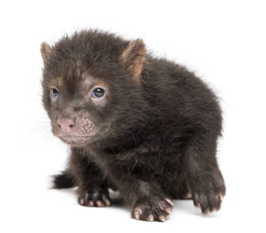 Kameraya bakan bebek bir Bushdog 'un ön görüntüsü, Speothos ven