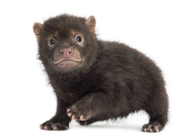 Bebek Bushdog gidiyor, Speothos Venaticus, 2 aylık, izo