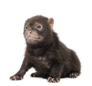 Beyaz köpek yavrusu, izole edilmiş.