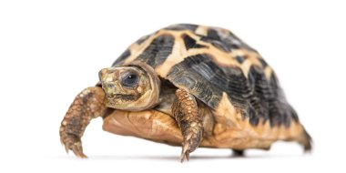 Örümcek Kaplumbağa, Pyxis arachnoides, beyaz üzerinde izole edilmiş.