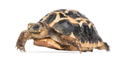 Örümcek Kaplumbağa, Pyxis arachnoides, beyaz üzerinde izole edilmiş.